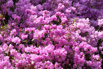 Rhododendron bushes is blooming in spring garden, close up. Purple elegant flowers is growing in...