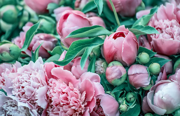 Floral seasonal spring background. Beautiful delicate flowers of pink peonies. Selective soft focus.