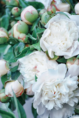 Floral seasonal spring background. Beautiful delicate flowers white peonies. Selective soft focus.
