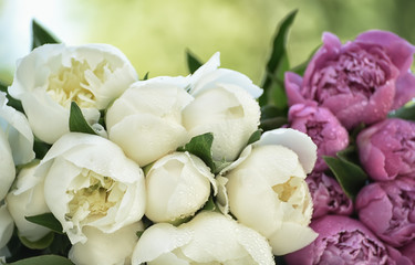  Floral seasonal spring background. Beautiful delicate flowers of white and pink peonies. Selective soft focus.