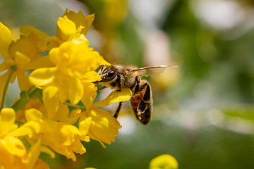 eine Honigbiene sammelt an einer Blume (Mahonie) Honig