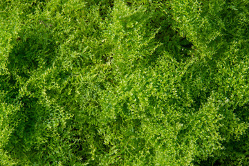 green grass background