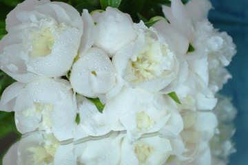 Floral seasonal spring background. Beautiful delicate flowers white peonies. Selective soft focus.