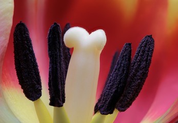 Tulpenstempel