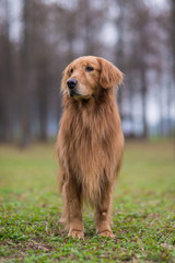 Golden retriever standing on the grass