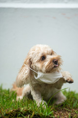 パンデミックに備える犬