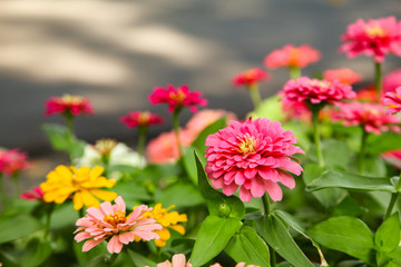 Colorful beautiful blooming Zinnia flowers in garden