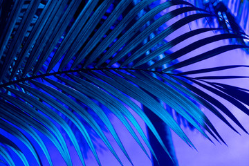 Naklejka premium blue palm branch on a blue background