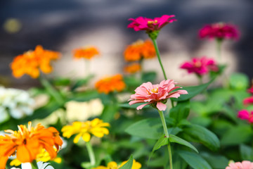 Colorful beautiful blooming Zinnia flowers in garden