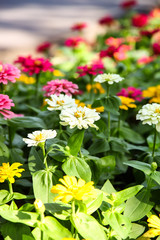 Colorful beautiful blooming Zinnia flowers in garden