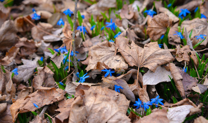 Scílla spring flowers grow through dry leaves