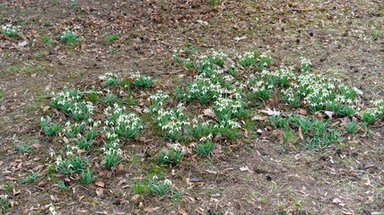 Glade with snowdrops in early spring