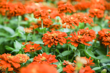 Orange beautiful blooming Zinnia flower in garden