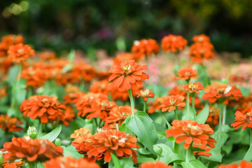 Orange beautiful blooming Zinnia flower in garden