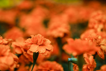 Orange beautiful blooming Zinnia flower in garden