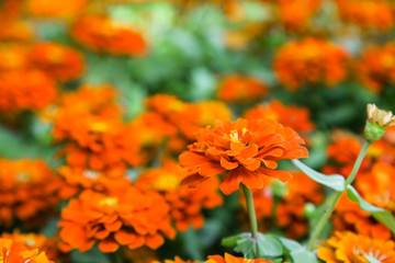 Orange beautiful blooming Zinnia flower in garden