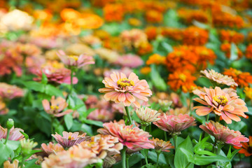 Orange beautiful blooming Zinnia flower in garden