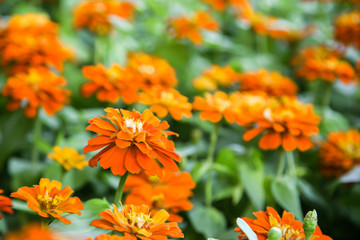 Orange beautiful blooming Zinnia flower in garden