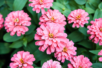 Pink beautiful blooming Zinnia flower in garden