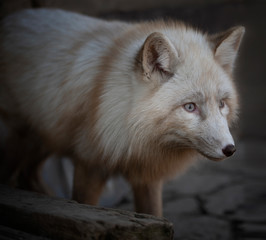 Close-up portrait of a fox of a rare cream color in a winter coat close-up