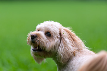犬の表情　喜び
