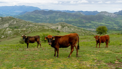 Fototapeta na wymiar Vacas mirando a cámara con el Valle de Onis (Asturias) de fondo