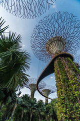 Fototapeta premium Looking up in Gardens By The Bay in Singapore