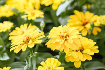 Yellow beautiful blooming Zinnia flower in garden