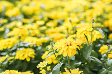 Obraz na płótnie Canvas Yellow beautiful blooming Zinnia flower in garden