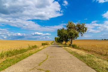 Dirt road with a traffic barrier and apple trees on the way away