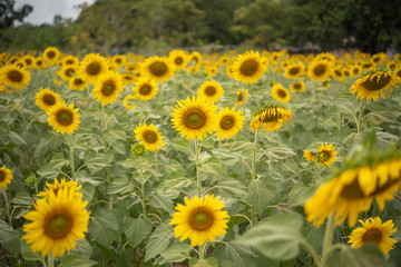 Obraz premium Many sunflowers in the garden.