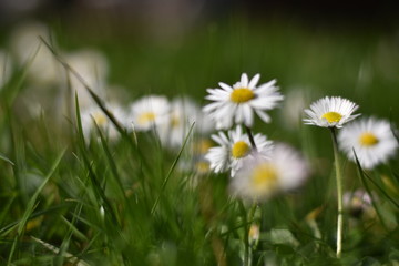Gänseblümchen (Bellis perennis)