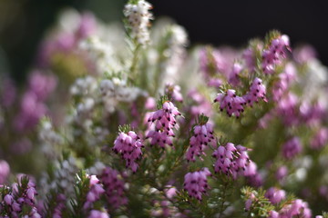 Schneeheide (Erica carnea)