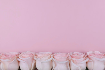 large real roses at the bottom on a pink background