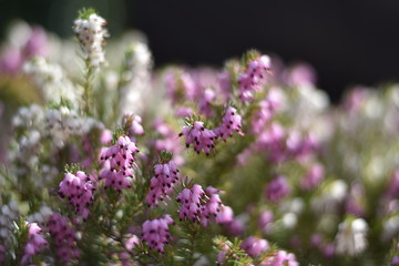 Blühende Schneeheide (Erica carnea)