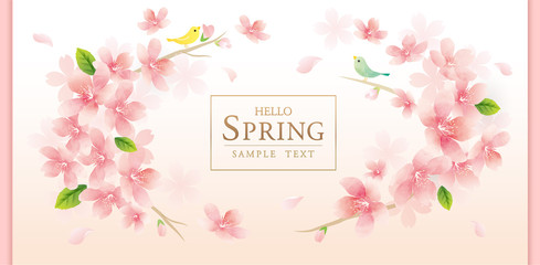 エレガントな春の桜の花のベクターイラスト背景　　spring cherry blossom　background 