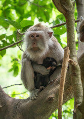 Naklejka na ściany i meble Macaque monkey mother with newborn in her arms
