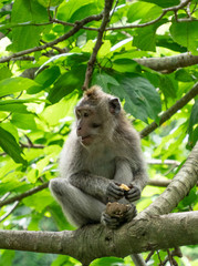Naklejka na ściany i meble Young monkey in a tree 