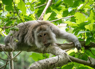 Naklejka na ściany i meble Balinese Longtail Monkey resting on tree.