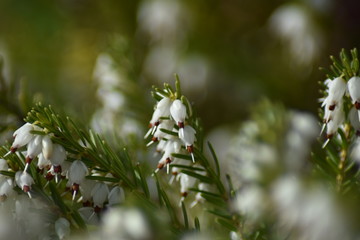 Schneeheide (Erica carnea)