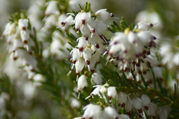Blühende Schneeheide (Erica carnea)