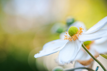 Obraz premium Beautiful white flower in a summer garden.