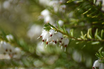 Blühende Schneeheide (Erica carnea)