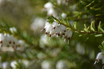 Schneeheide (Erica carnea)