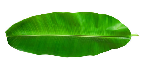 Banana leaves on a white background