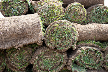 Carpet of turf. Made grass for planting