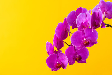 Purple orchid flowers on bright yellow background close up
