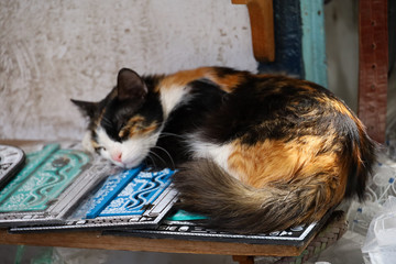 A cat on souvenirs for tourists in the medina of Tunis, Tunisia