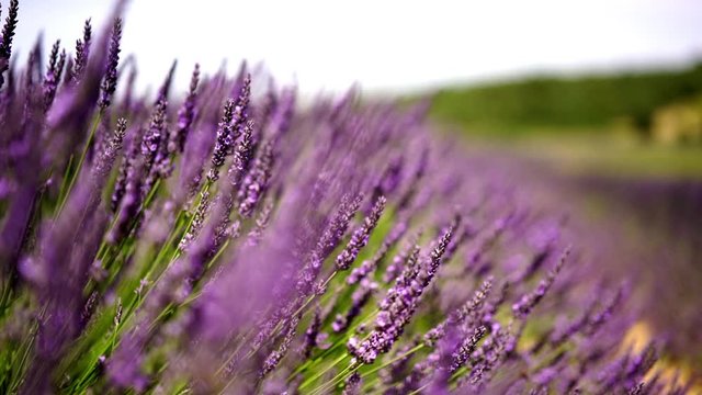Slow motion effect, violet purple flowers growing on rural field during summer time, beautiful lavandula blossom for aromatic perfumes or essential medical
