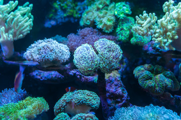 Coral Reef in Sunlightmarine aquarium.